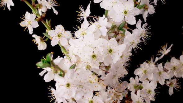 Cherry Blossom. White Flowers Blossoms on the Branches Cherry Tree.