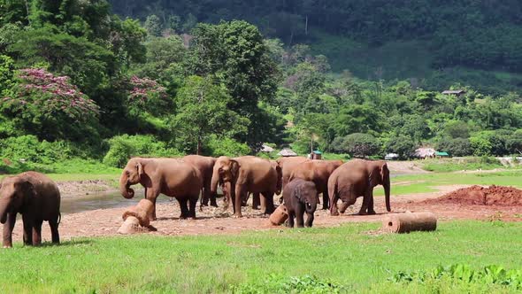 Elephants standing together next to a river while others walk around.