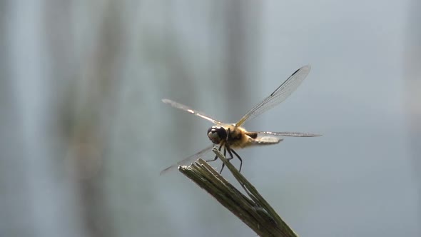 Dragonfly