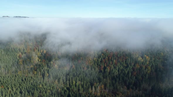 Aerial view of forest through fog, autumn, Black Forest, Germany