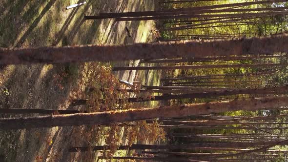 Vertical Video of a Forest with Many Trees in Autumn