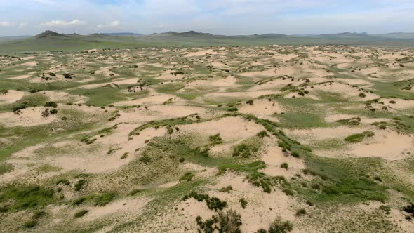 Desert Plants on Sand in Semi-Desert Dunes