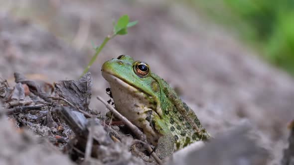 Portrait of Green Frog Sits on Shore Near the River
