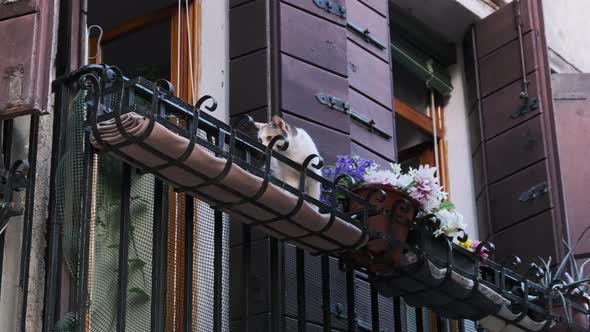 Cat Walks on the Balcony of a House in Venice Italy