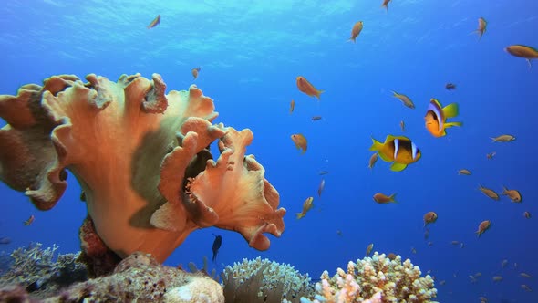 Coral Garden Marine Life