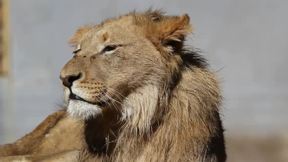 African Lion Portrait