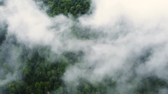 Flying Through the Clouds Above Mountain Pine Forest Magical Summer Forest at Rainy Weather Aerial