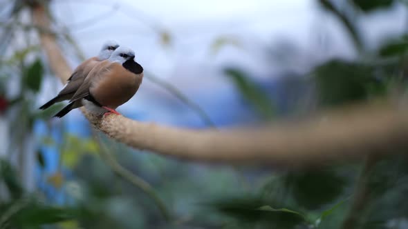 Storyed Birds