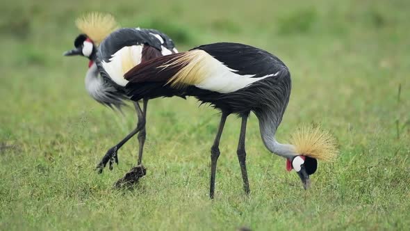 Crowned Cranes eating on a grassland in the kenyan savannah, Africa