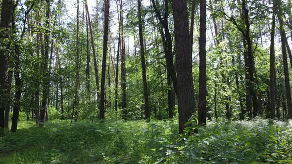 Beautiful Green Forest on a Summer Day Slow Motion