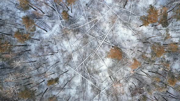 Many Trunks of Trees Felled By the Wind in a Winter Forest Covered with Snow  Rocket Shot