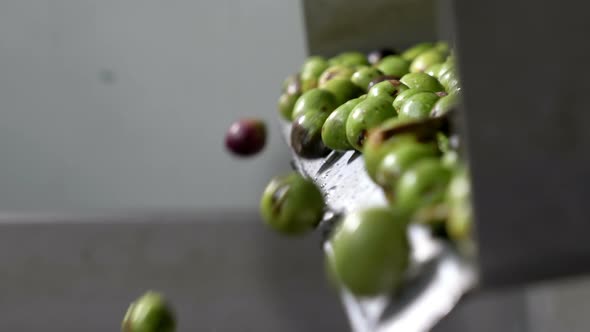 Olive oil mill- selectioned olives falling in the crusher- south of Italy