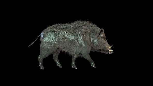 Boar Trot