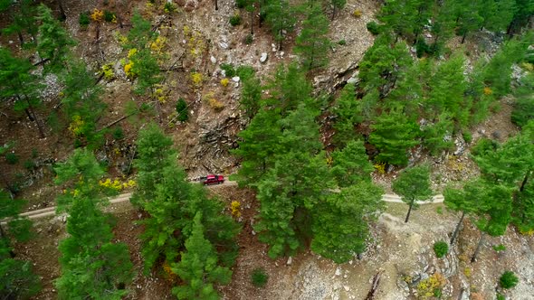 Driving Through Forest