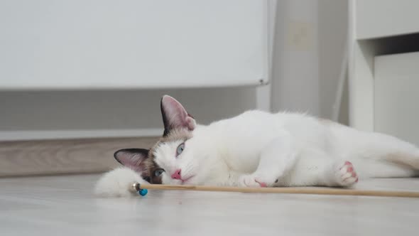 The Cat Lies Near His Toy