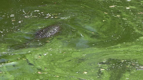Big Crocodile swimming in a swamp