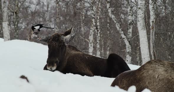 Magpie Bird Pecking On Antler Of A Moose Lying Down In Snowy Forest. close up