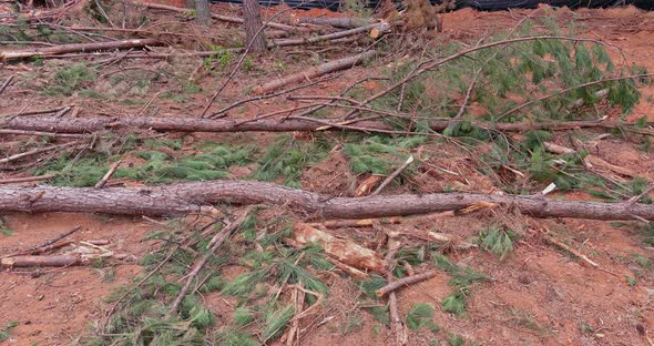 It is Cleared Land for New Development By Cleaning the Landscape of Construction Site with Uprooted