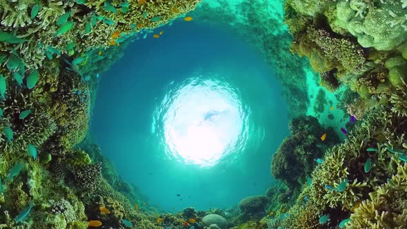 Coral Reef with Fish Underwater