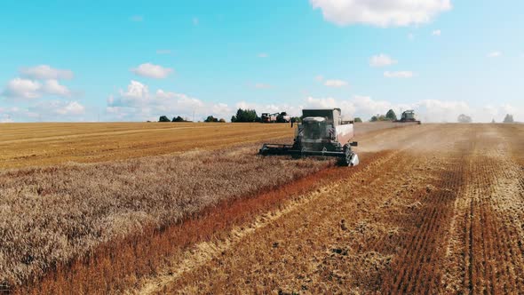 Field of Rye Is Getting Harvested By the Combines