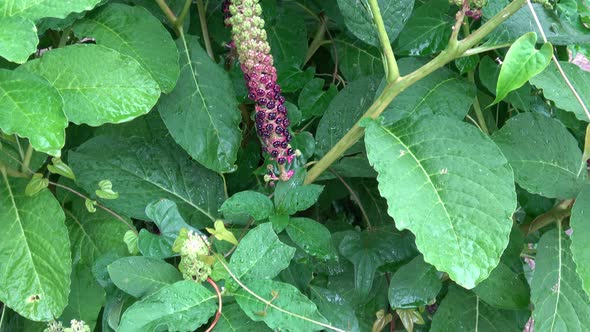 Close up of phytolacca acinosa berry 