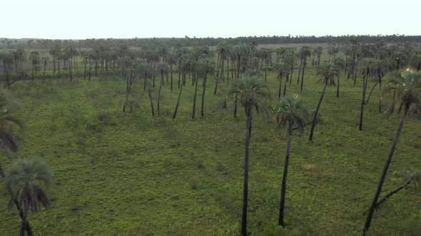 Aerial over Palm Grove, Argentina. Palm trees, savanna, nature, wildlife. Dreamy landscape. Flying f