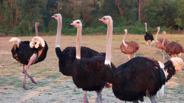 Ostriches at the Farm on Summer