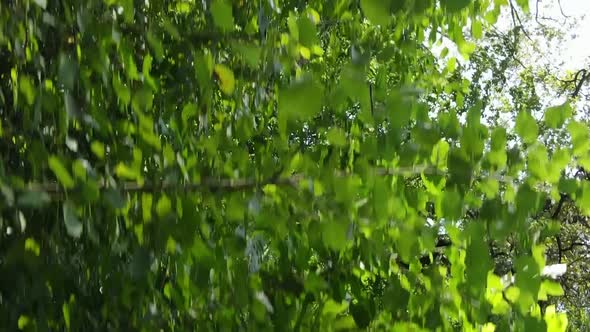 Vertical Video of Forest By Day