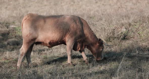 Side View Of Alentejana Cow Breed Grazing Alone In The Pasture In Alentejo, Portalegre, Portugal - S