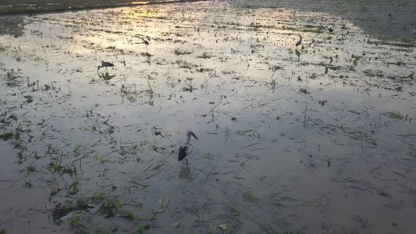 Asian openbill Stork fly at field