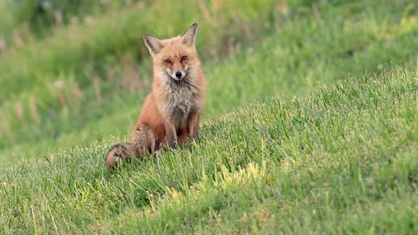 Red Fox