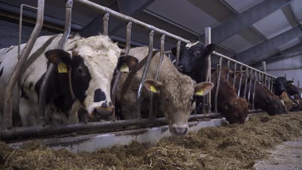 Oxen In A Barn With Silage Grass For Food. low angle, static shot