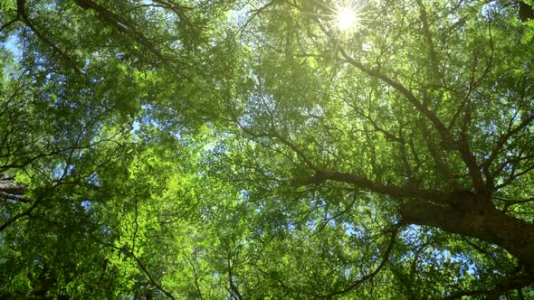 Walking Through Summer Forest. Trees Crowns and Sun Rays. FHD 