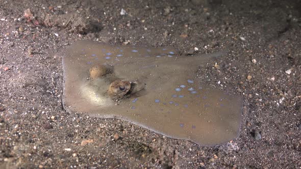 Bluespotted Stingray lying on sand at night in the Philippines.