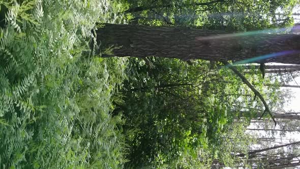 Vertical Video Aerial View Inside a Green Forest with Trees in Summer