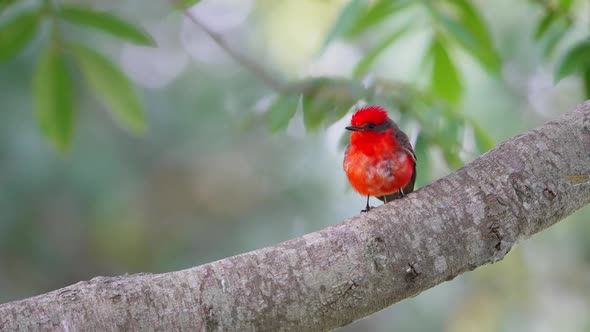 Rainy day at pantanal natural region, wild male scarlet flycatcher, pyrocephalus rubinus with vivid