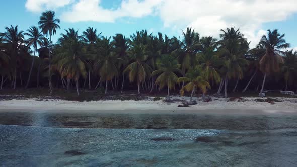 4k 24fps Palms Tree In The Saona Island With Drone Dominican Republic