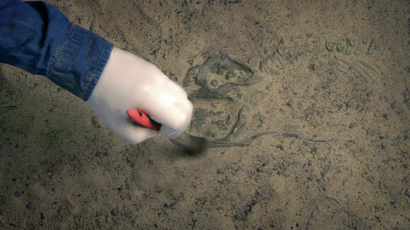 Scientist Clears Sand From Fossil Of Prehistoric Fish