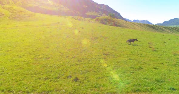 Flight Over Wild Horses Herd on Meadow