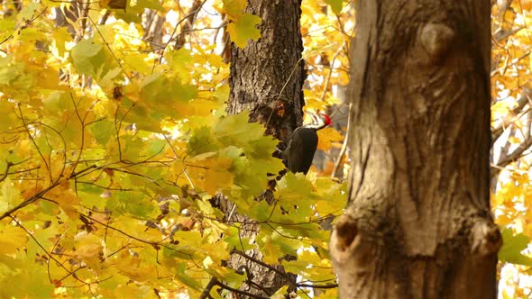 Pileated woodpecker on tree vibrant foliage, autumn colored forest - Toronto