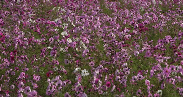 Cosmos bipinnatus commonly called the garden cosmos or Mexican aster.