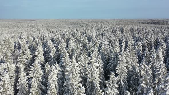 Aerial Over Snowy Forest