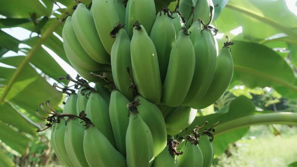 Banana Plantation