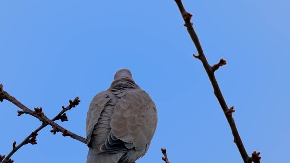 Eurasian Collared Dove Or Streptopelia Decaocto On Branch in wilderness against blue sky during sunn