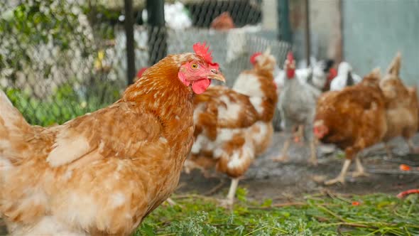 Young Chickens Eat Green Grass