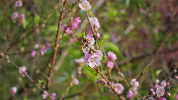 Pink Flowers of a Cherry Blossom on a Sakura Tree Close Up