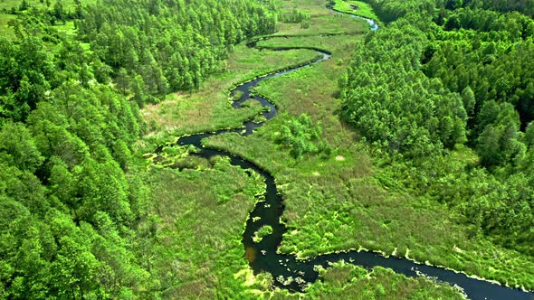 Stunning river and blooming algae in summer.