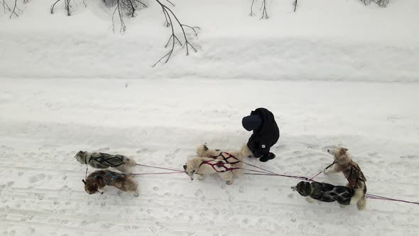 Drone Aerial View of Dogsledding Handler with Team of Trained Husky Dogs Mountain Pass Husky Dog