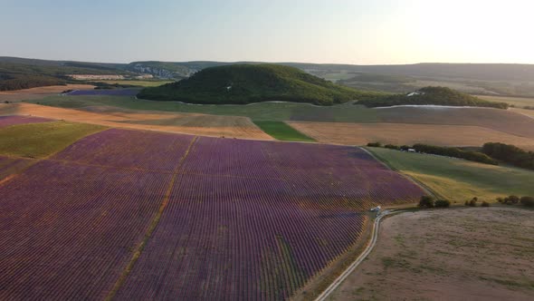 Lavender Scented Fields in Endless Rows with Blooming Flowers Aerial View Drone Purple Field Against