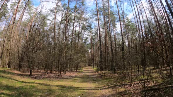 Small Road in the Forest During the Day